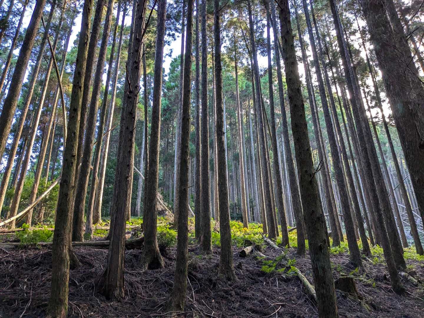 こっちに行ったら黒岩山だけど、今回はパス👋