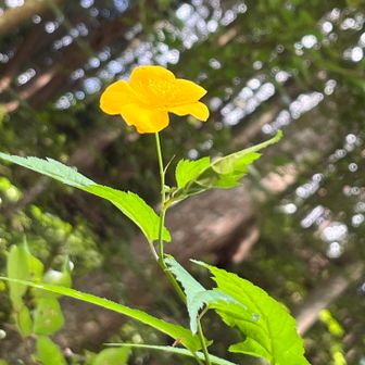 ヤマブキの一重咲き