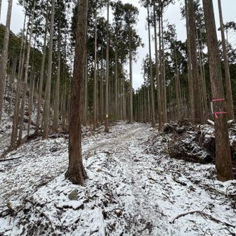 あれ、ここってこんなに開けてたっけ？
林業のために伐採して広げたのかな