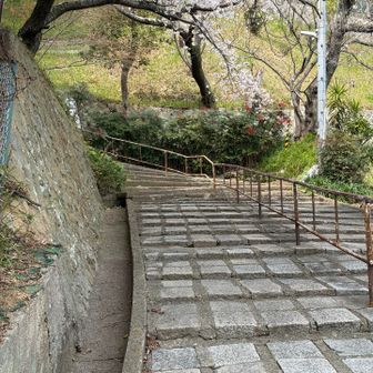 参道には桜が咲きかけています。満開になると綺麗だろうな。