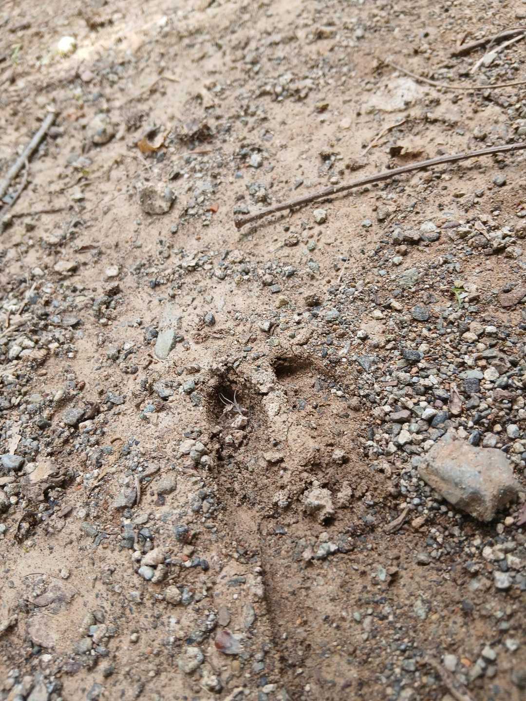 くっきりヒヅメ🐾
下りの時には気持ちに余裕が出たのか、あちこちで見つけられました。