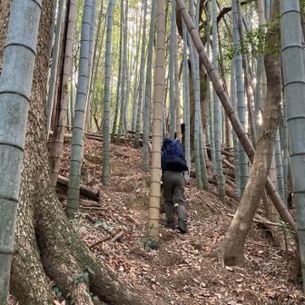 竹林の中の急登