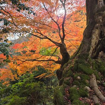 樹齢千年以上とされる古木

大きなコブがあり、赤ちゃんを抱いている母親のように見えることから｢子宝紅葉｣といわれる