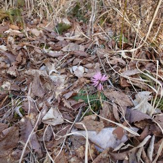 山頂にはアザミが少し咲いてた