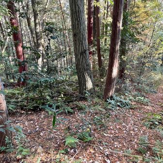 来た道とは違う道を、案内板に従って下山！