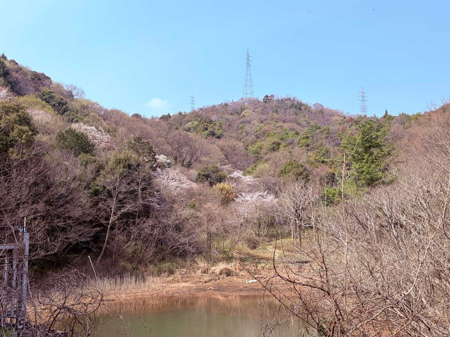 トンボ大国のベンチからの眺め。
山の中の桜が綺麗です✨