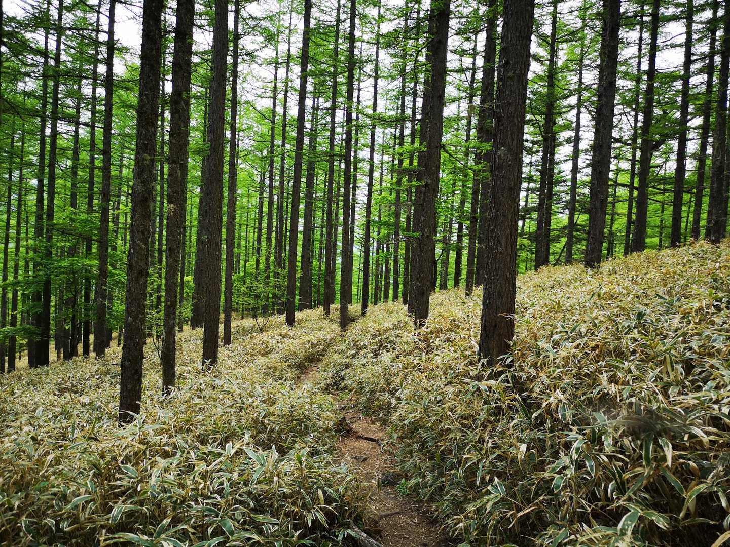 矢立石登山口-日向山 往復コースの写真