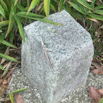 三角点にバッタ🦗