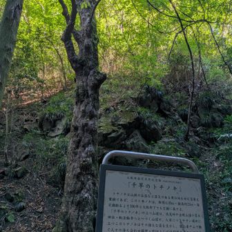 千早のトチノキ