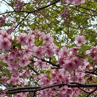 ピントが合わない💦