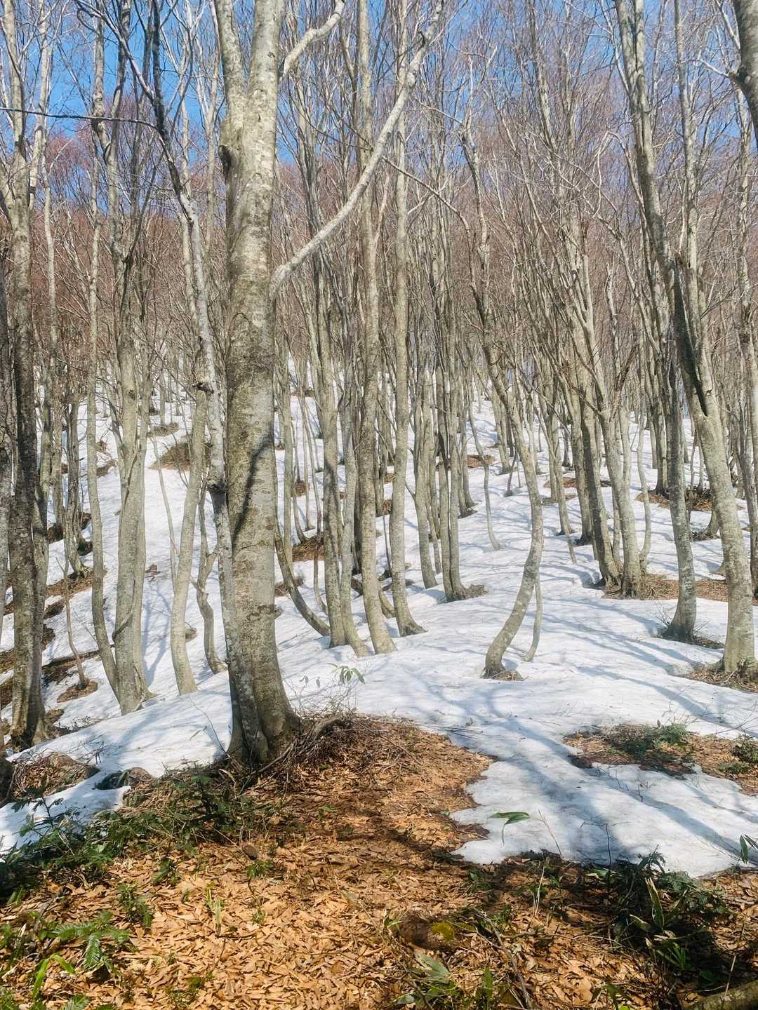 標高600mでやっと一面の雪渓