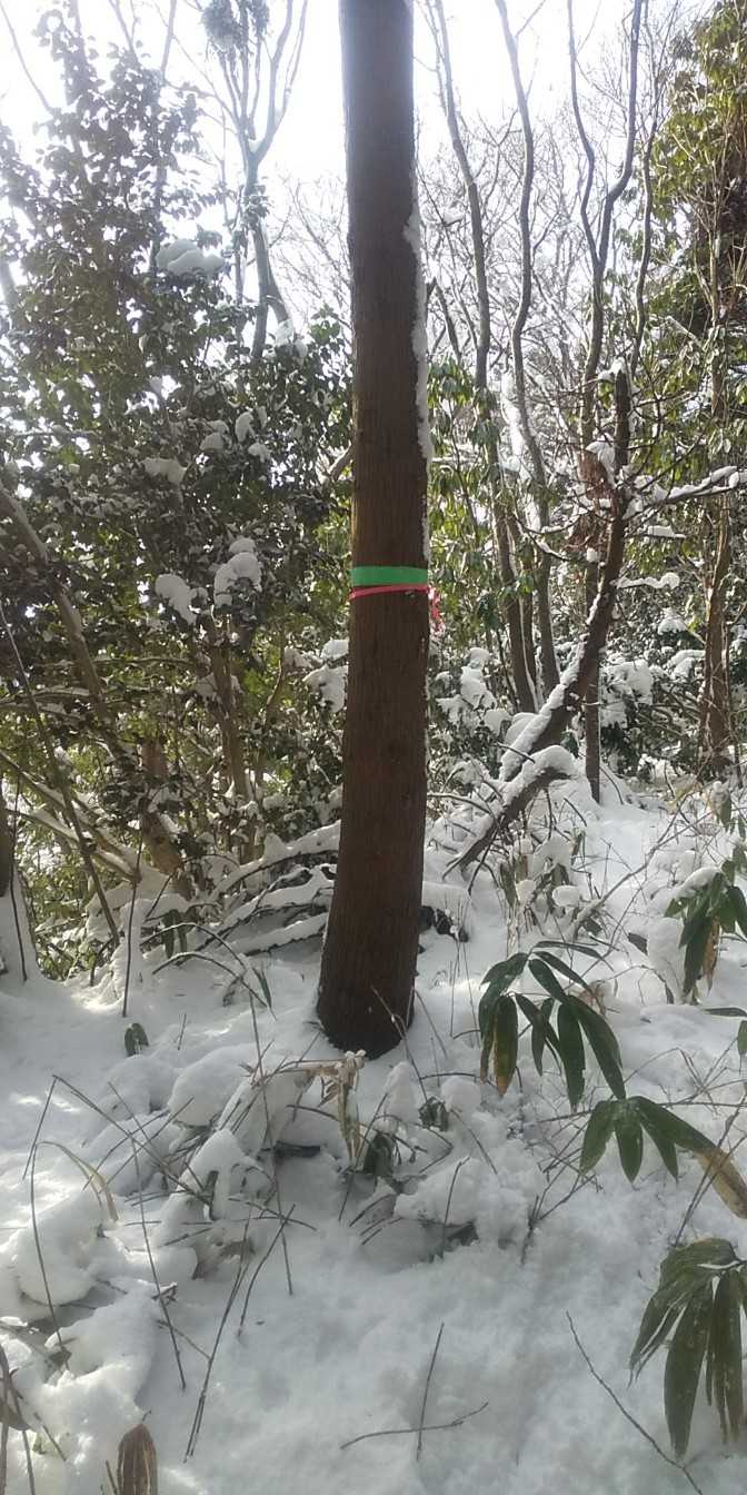 御杯山山頂
こちらも眺望なし