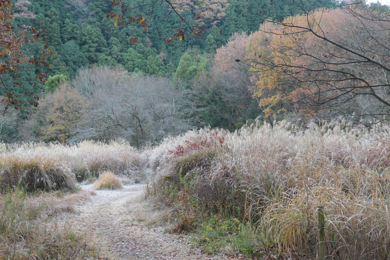 歌碑の先のススキの原っぱ