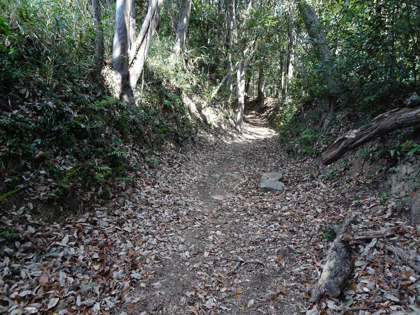 このお山の山道は終始歩き易い道でした