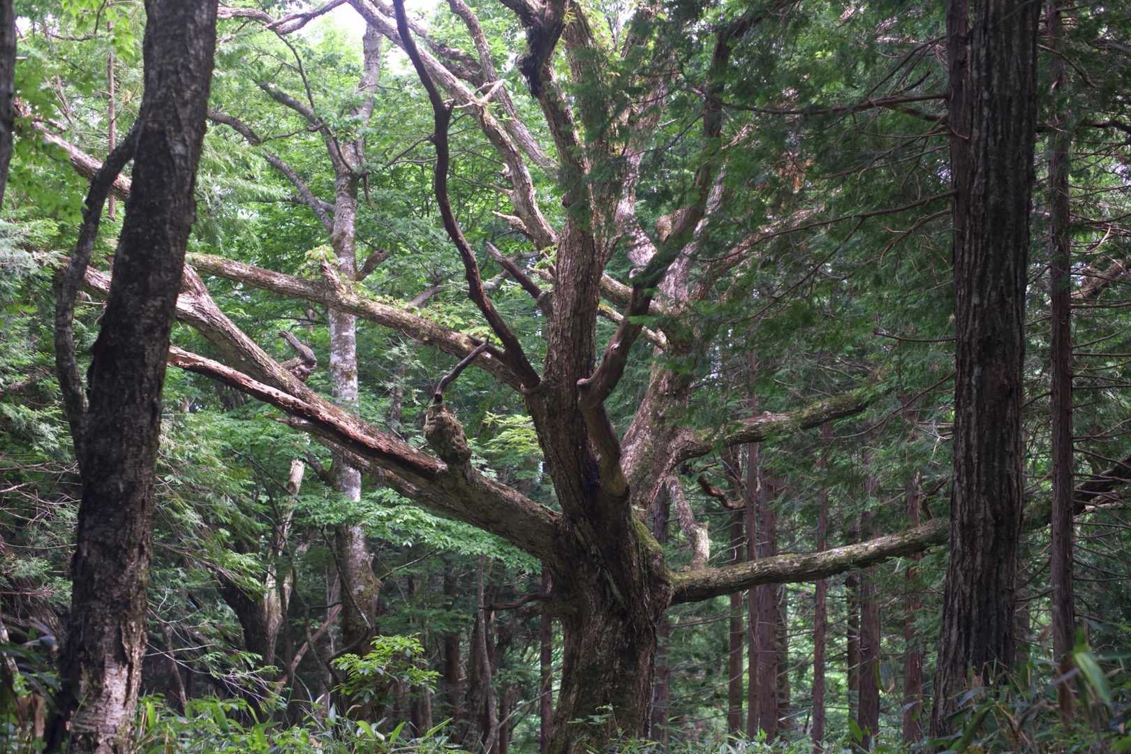 熊？と獣臭が凄かったところらへんまで降りてきました。
もう獣臭はなくなっていました。
やっぱり何かいたのではないかな…

至るところに神木になってもおかしくないような大きく立派な木がたくさん。