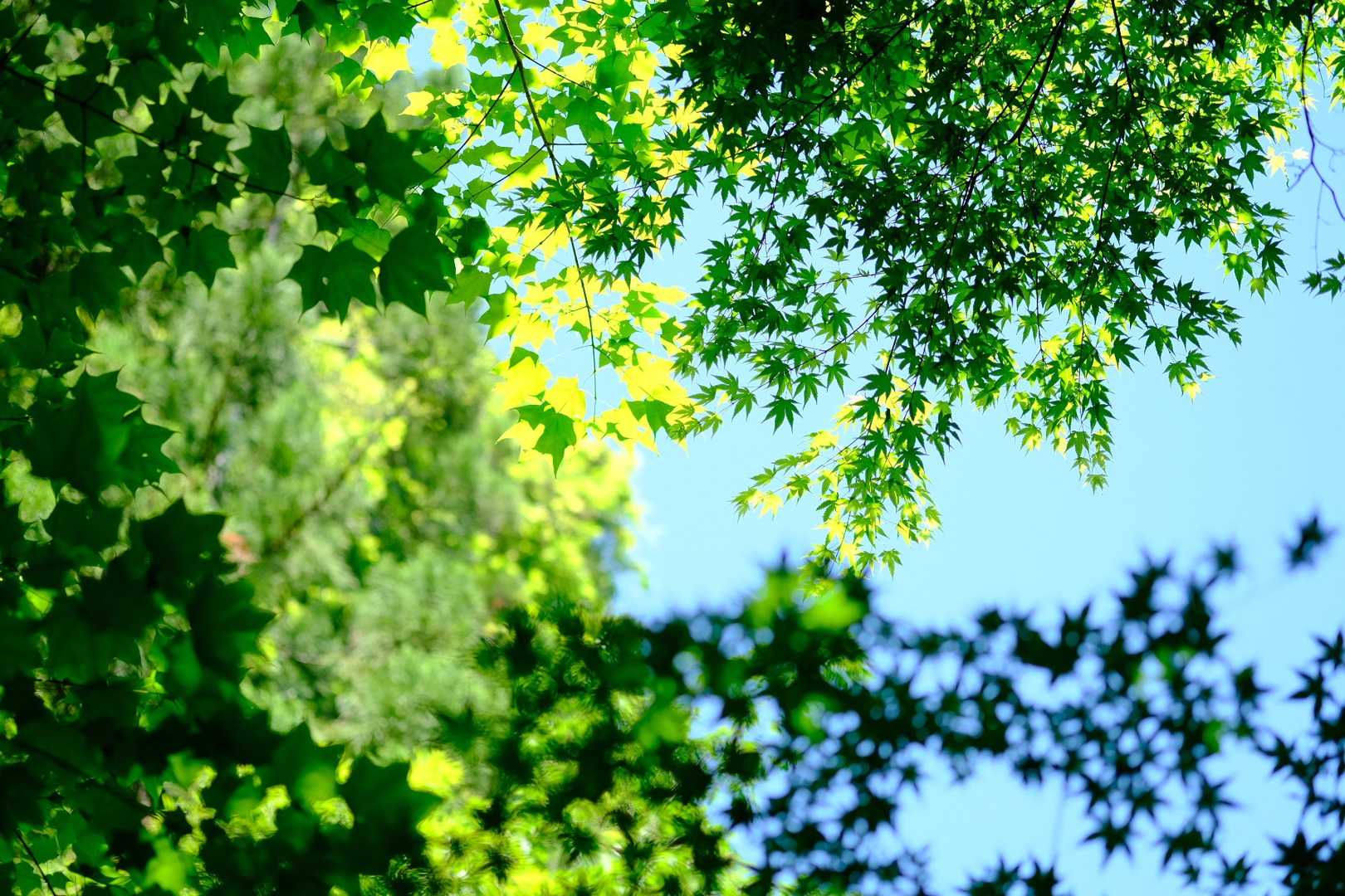体力温存したかったので、疲れないほどほどのお山。
本日は日暮山。

GReeeeNグラデーション🌿