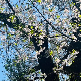 葉桜もかわいい