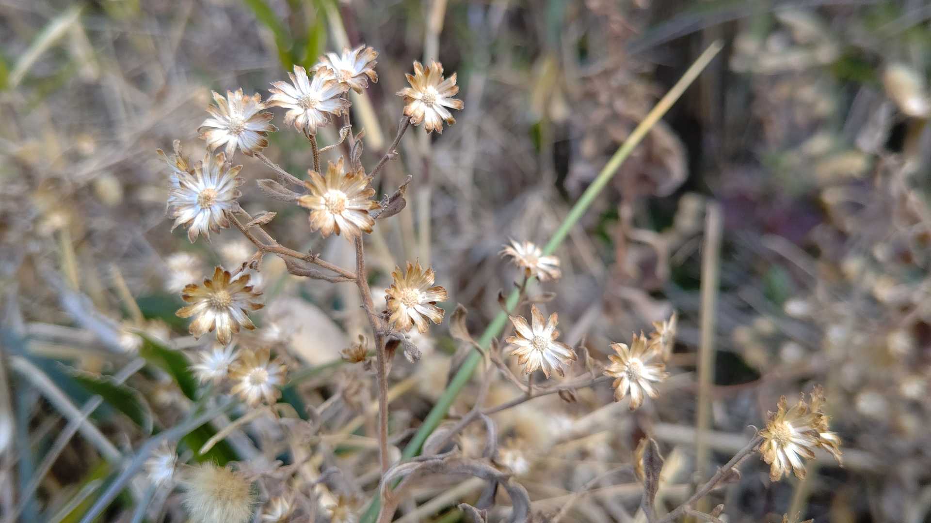 枯花フェチ♡
