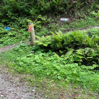 経ヶ岳・法恩寺山 駐車場から荒島岳の登山口まで結構遠い。片道20分くらい歩いたかな。