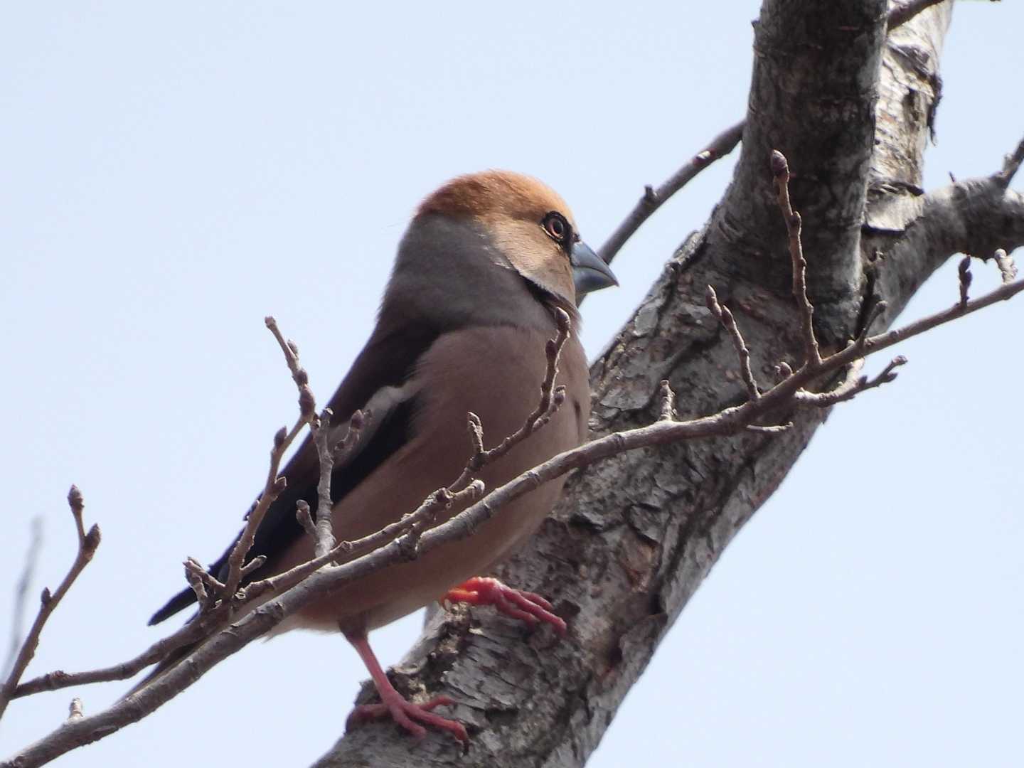 黒い羽根が見えないと人相変わるね。鳥相？