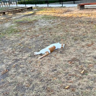 暑いとそうなるよね〜😽