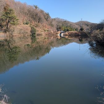 大正池、鯉が泳いでました