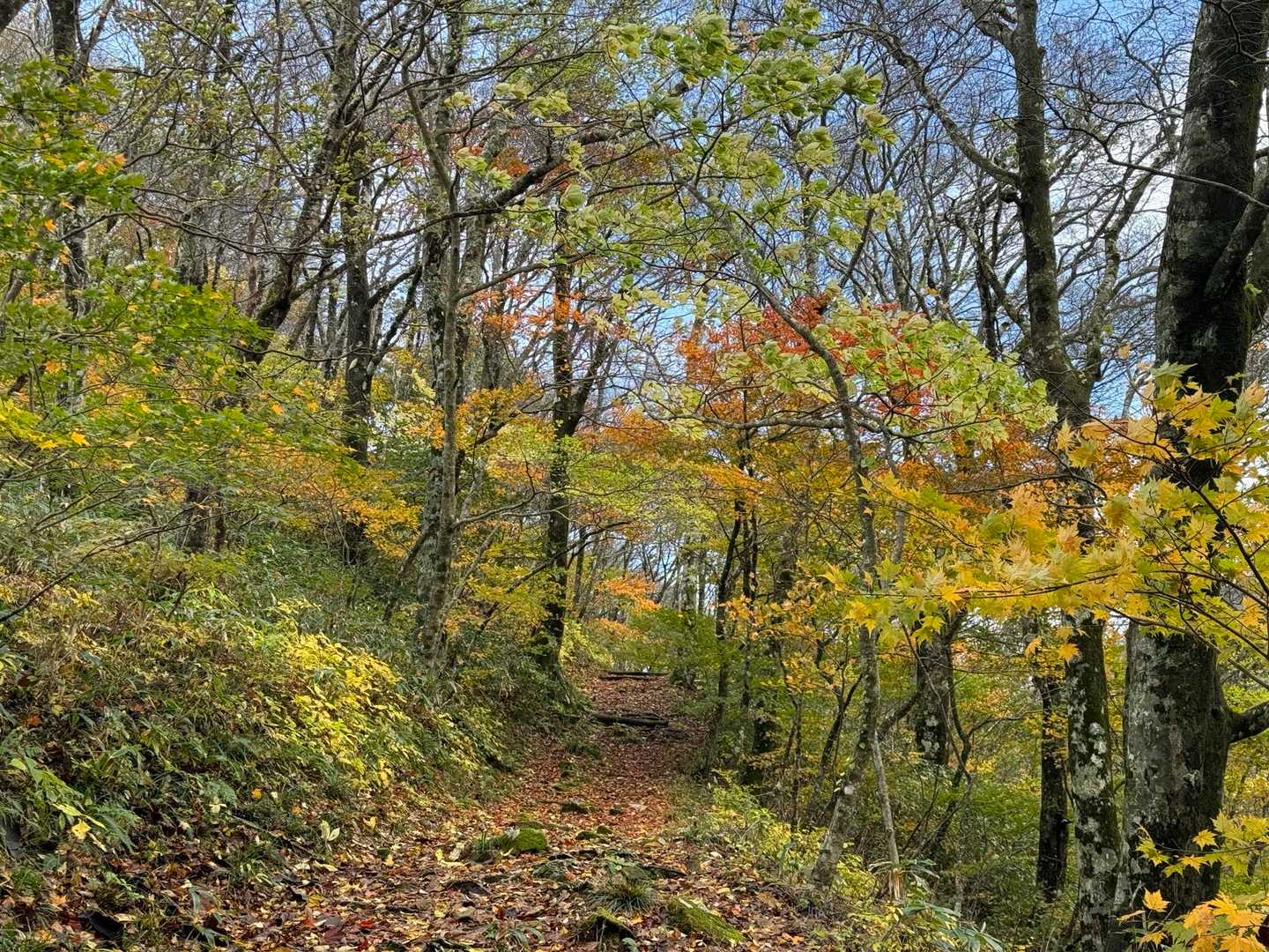 登るにつれ紅葉🍁も進みます
