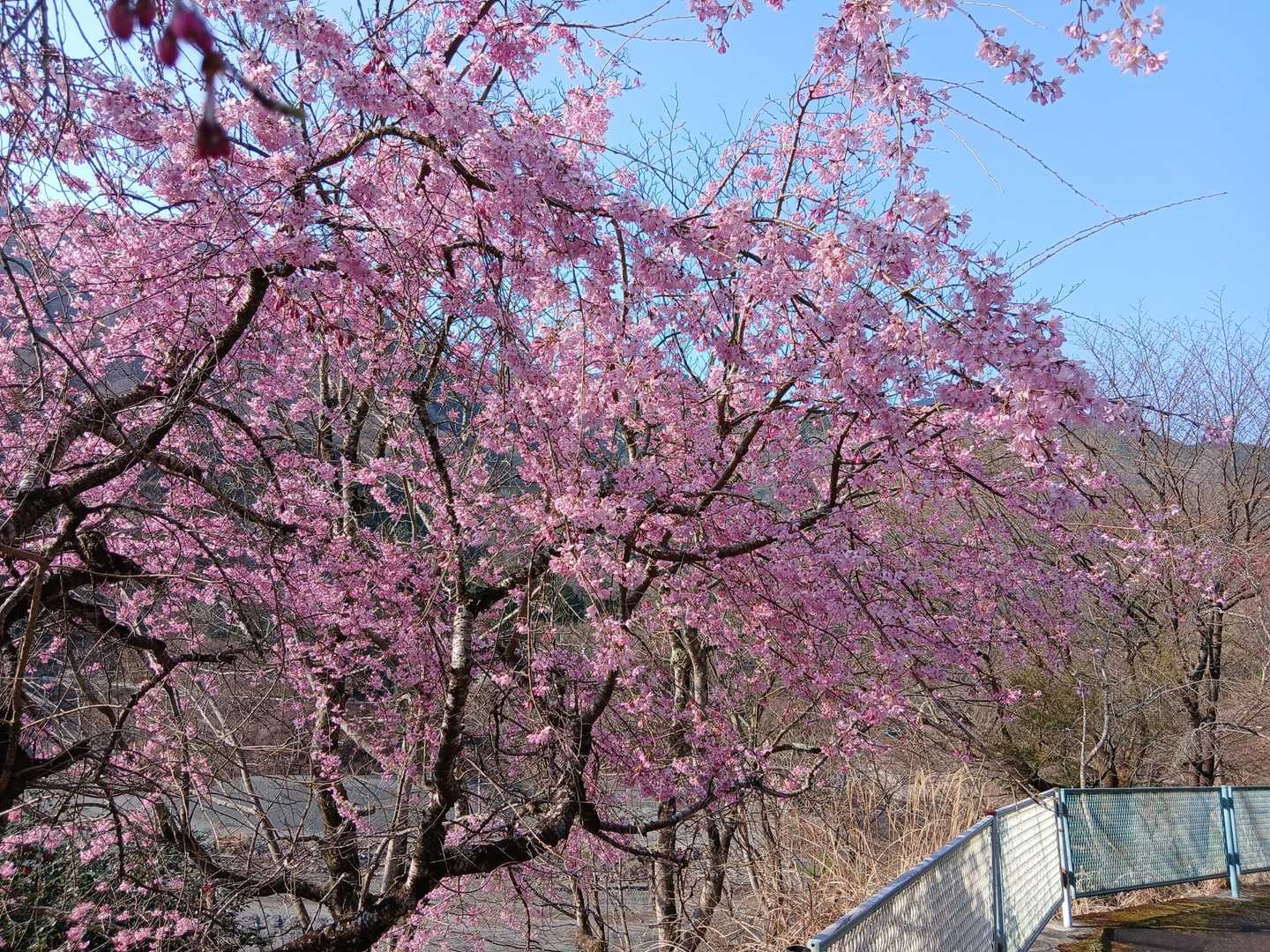 ミツバ岳登山口-大出山 往復コースの写真