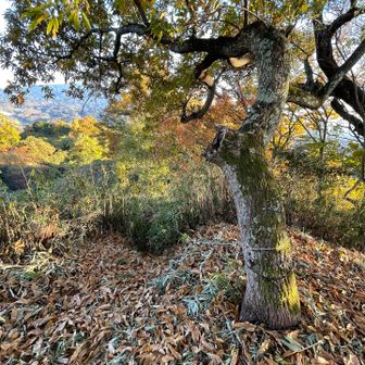 そのステージの横の木の根本からロープが延びており、どうやらここに道があるようです🪢ここは甘南備の方と繋がる道のようです↘️今日はパス🙅