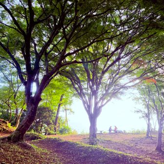 　　　いつもの木🌲越しにお嬢さん😊