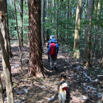 木漏れ日のなかを歩く。気持ちいいです。