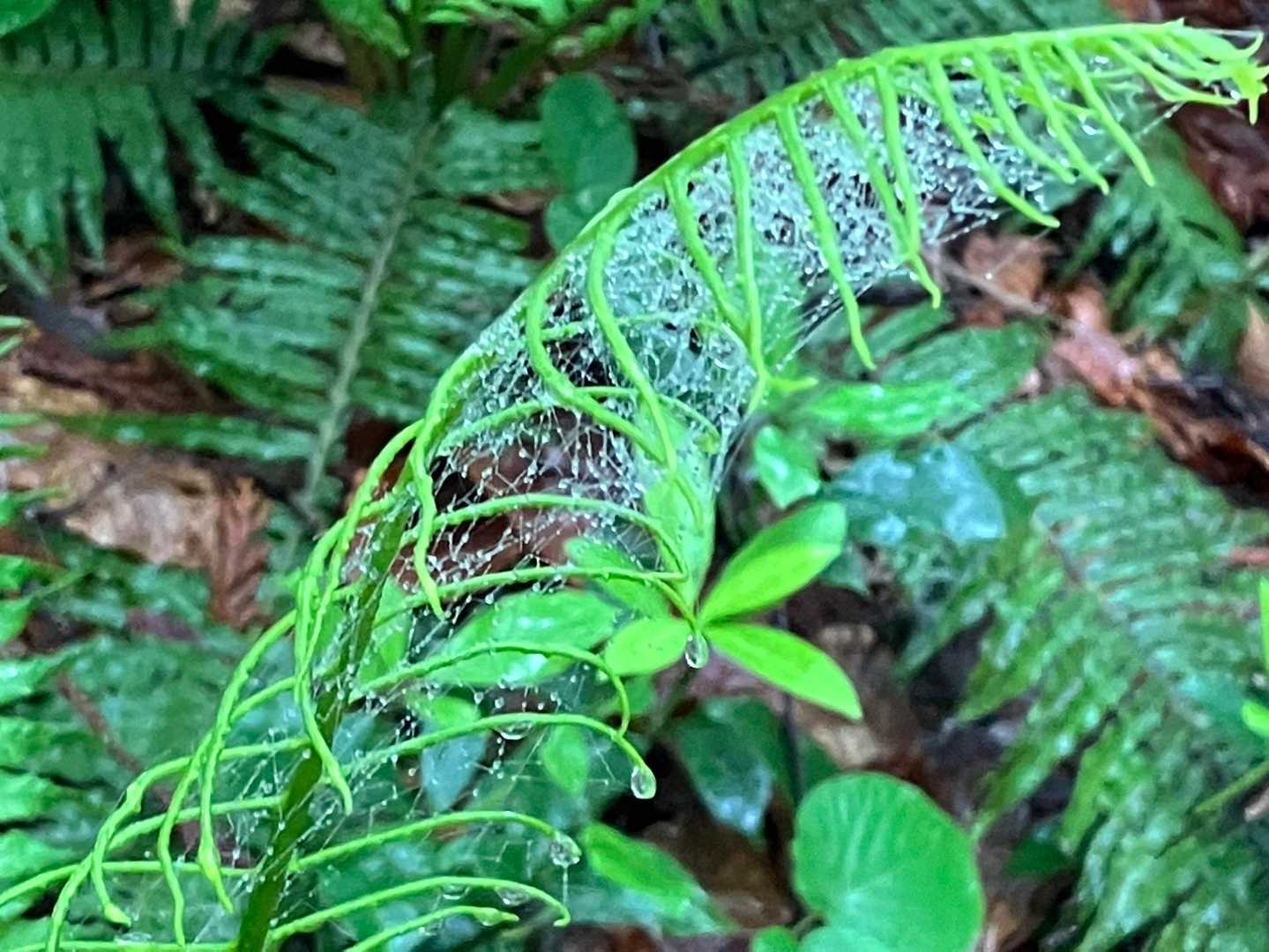 蜘蛛の巣🕸も綺麗✨