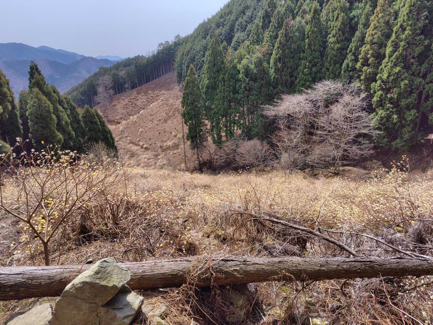 まだツボミが多かったです😢
黄色い絨毯になるのはまだ先ですね!