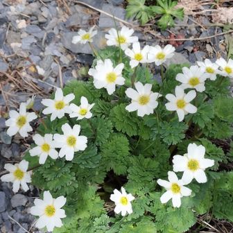 北岳草❀を探しにキタダケ(⁠ ⁠ꈍ⁠ᴗ⁠ꈍ⁠) 2024-6-22 / まき∞の登山