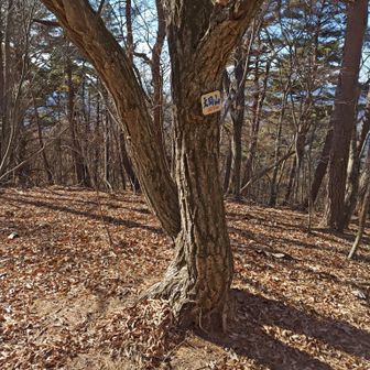 程よい感じで大同山