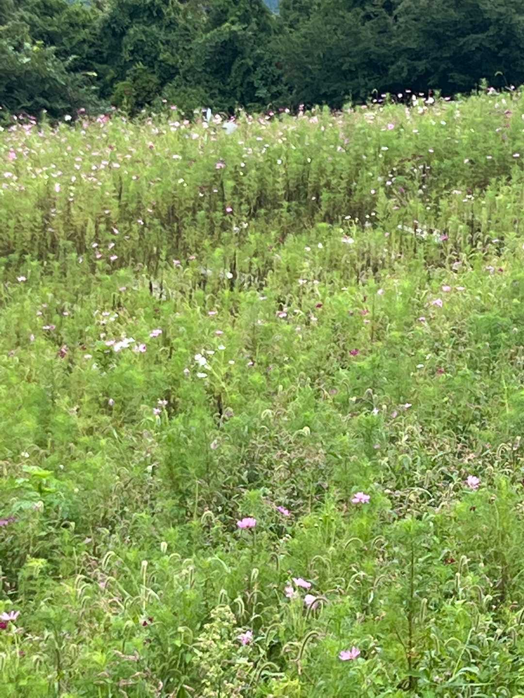 翠波公園駐車場