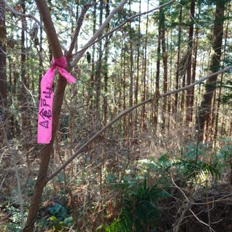 展望のない倉戸山