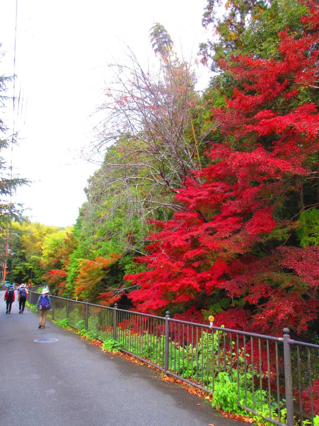 阪急嵐山駅-ハイキングコース入口-松尾山-苔寺・すず虫寺バ 縦走コースの写真