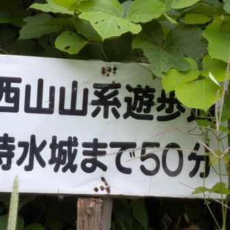 あほパパさんと別れ、2往復目スタート🚶