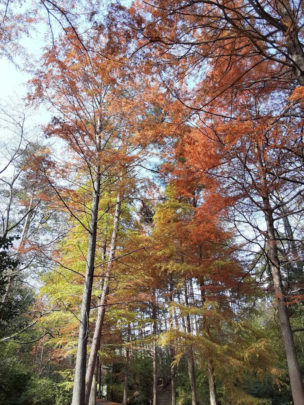 秋晴れで気持ちいいです😊