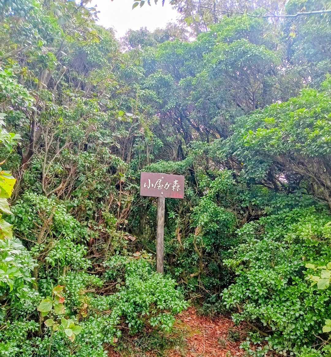 小屋ケ森山頂