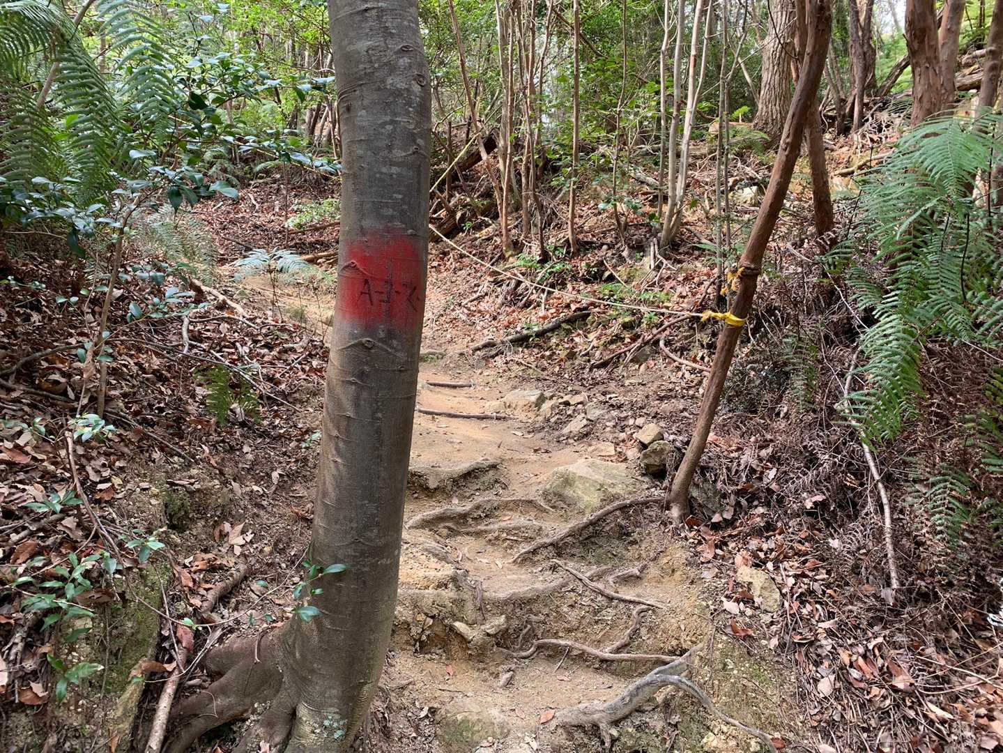 今日はAコース
ここも新たに階段風になっていました