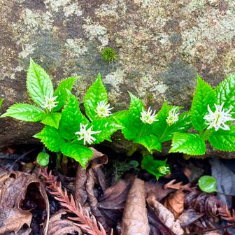 ヒトリシズカ？可愛い🩷