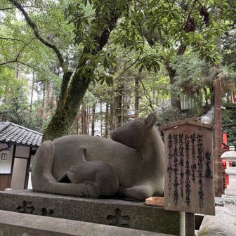 鹿の親子。おつかれ山でした😊