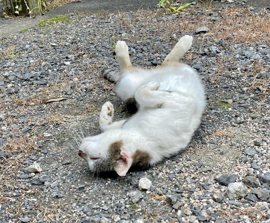 散歩道の地域猫たち🐈‍⬛🐈 いつもの / ぎんとれいさんのモーメント