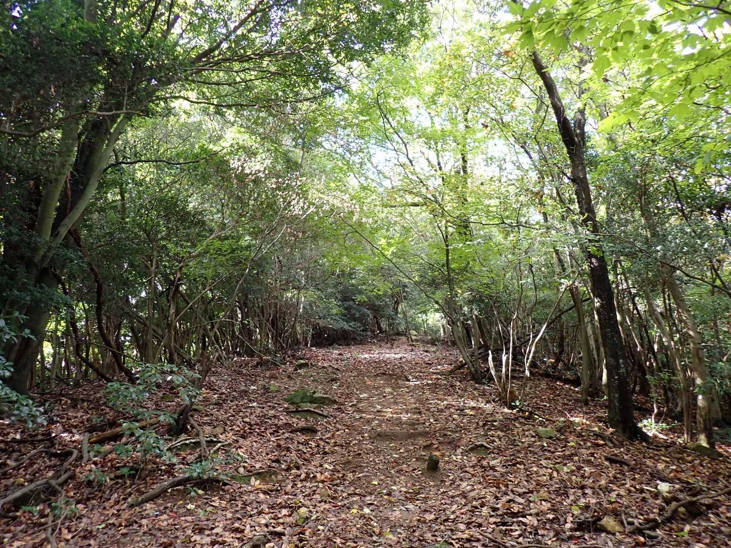 
落葉でモフモフ🍂