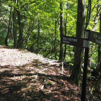 荒船不動尊登山口から尾根に到着すると荒船山～田口峠を示す標識
荒船不動尊へは星尾峠経由で表示されてるのでが登って来たルートは非正規ルートってこと⁉️