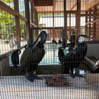 鵜飼の鵜