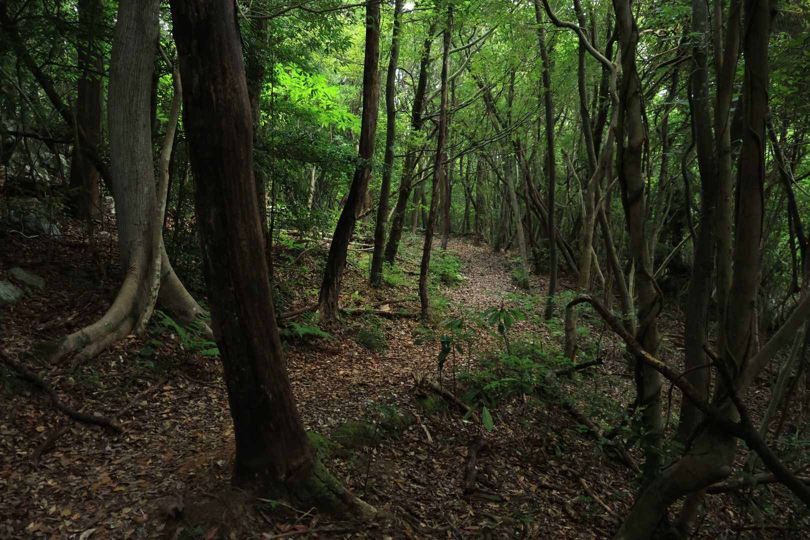 またメマトイに襲われる💦