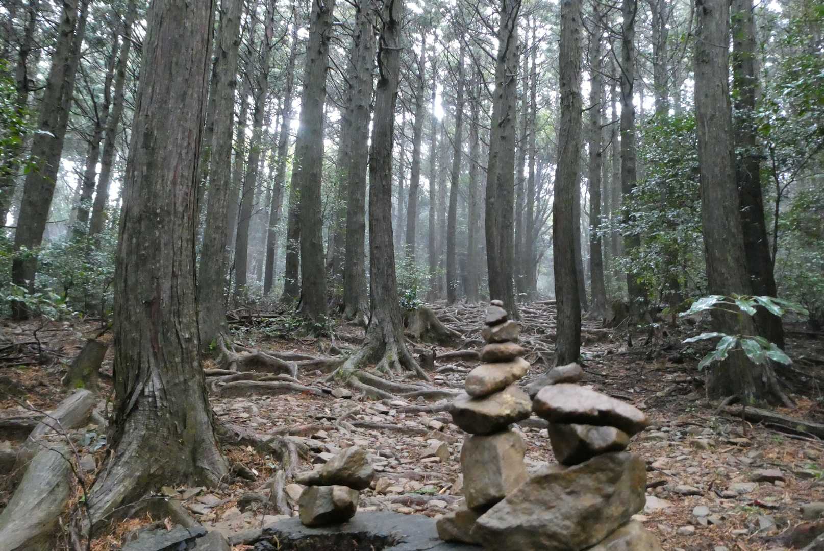 朝熊駅-朝熊峠-朝熊ヶ岳-山頂広場-金剛證寺-朝熊山 縦走コースの写真